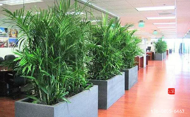 办公室装修后摆放绿植的重要作用3