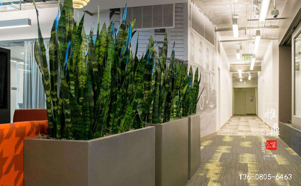 办公室装修后摆放绿植的重要作用2
